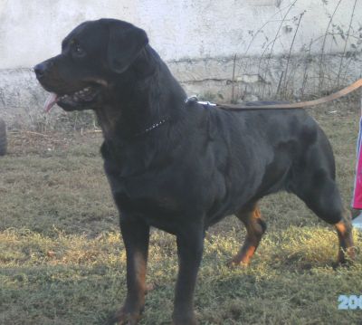 rottweiler kölykök eladók