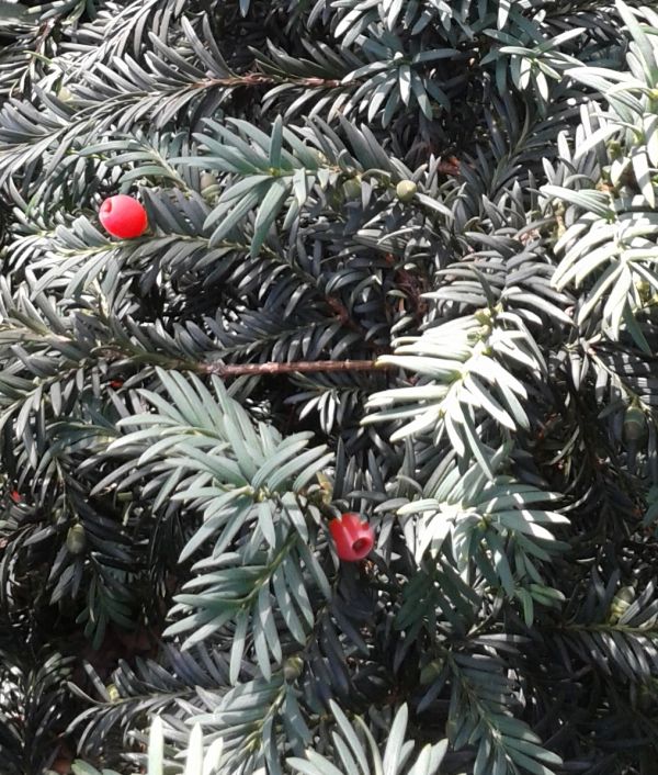 A gyógyulás weboldala: egészség gyógynövényekkel