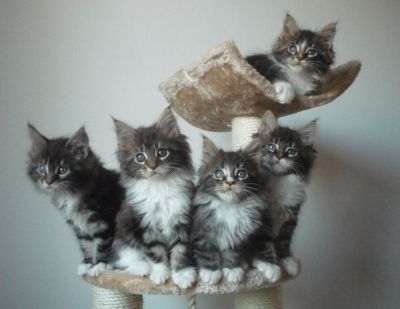 Maine Coon Kiscicák 