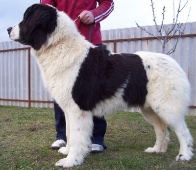 Landseer kölykök, kiskutyák