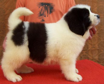 Landseer kölykök, kiskutyák