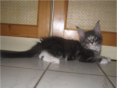 Maine Coon kiscicák kandúrok és nőstények minőségi tenyészetből eladók.