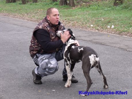 Kutyakiképzés, oktatás, szocializálás, engedelmességre nevelés Budapesten
